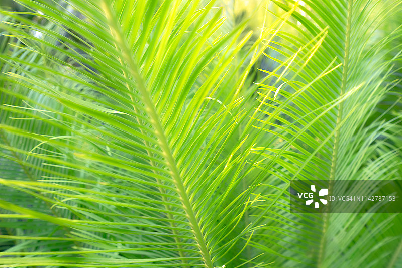 春天的苏铁图片素材