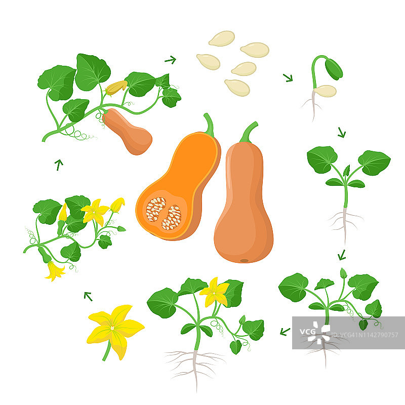 扁平风格冬南瓜生长周期信息图图片素材