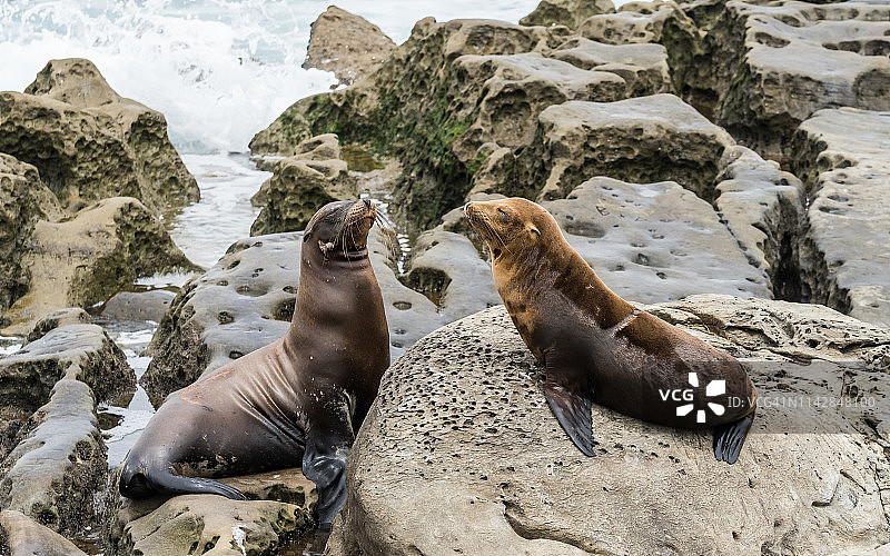 拉霍亚的加州海狮图片素材