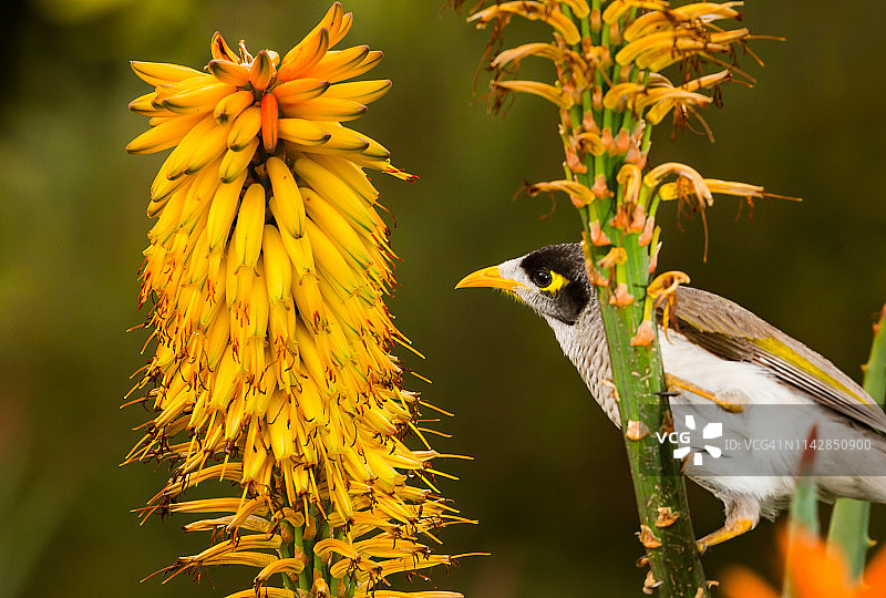 嘈杂矿鸟图片素材