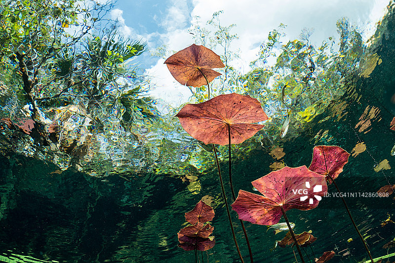 洗车池天坑中的红色百合图片素材