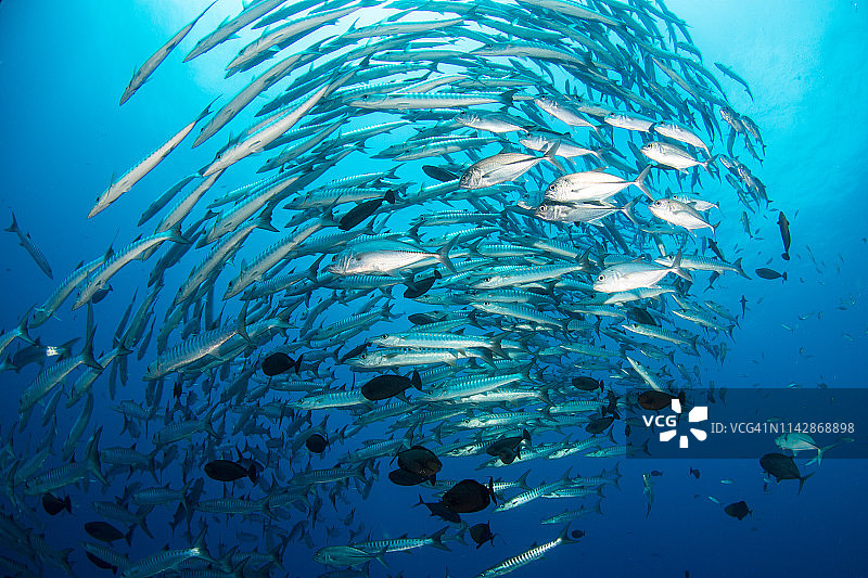 金贝湾的黑鳍金梭鱼群图片素材
