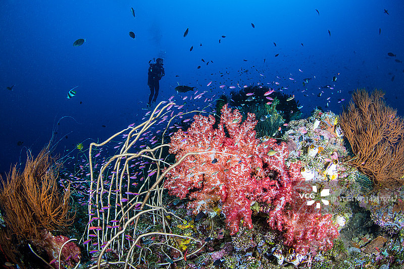 金贝湾礁石上的水肺潜水员图片素材