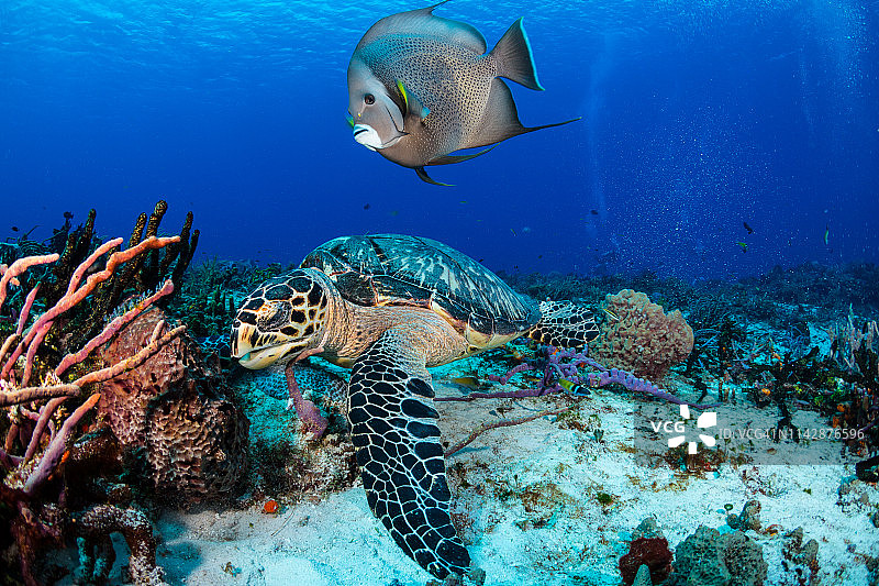 科苏梅尔的玳瑁图片素材