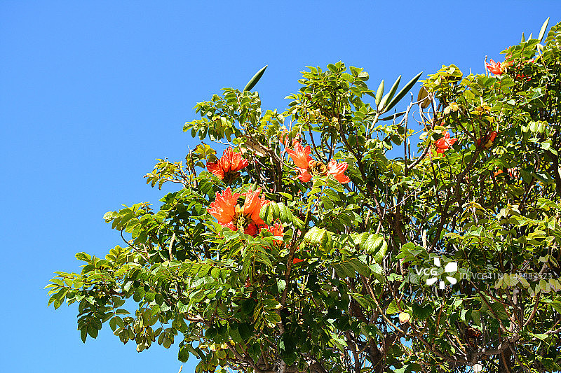 克鲁斯港（特内里费岛）图片素材