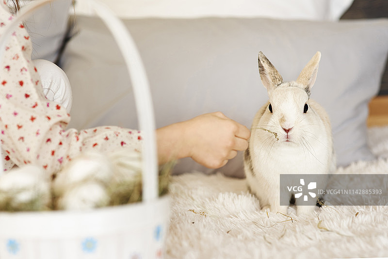 床上的兔子摄影，波兰德比察图片素材