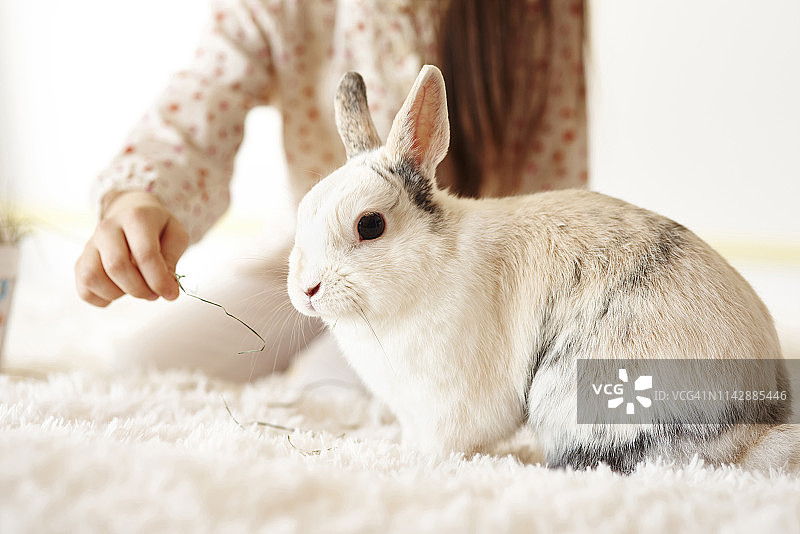 孩子的手喂兔子，波兰德比察图片素材