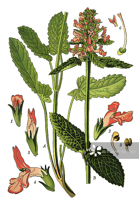 普通水苏图片素材