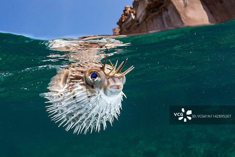 刺豚鱼/河豚/气球鱼图片素材