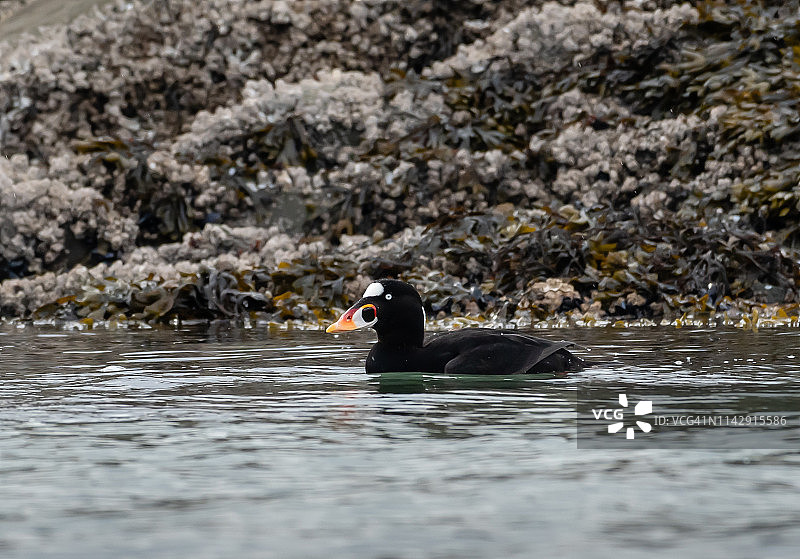 在加拿大不列颠哥伦比亚省湖中游泳的海番鸭图片素材