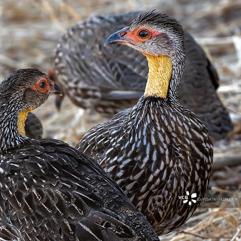三只黄颈 spurfowl 鸟，肯尼亚图片素材