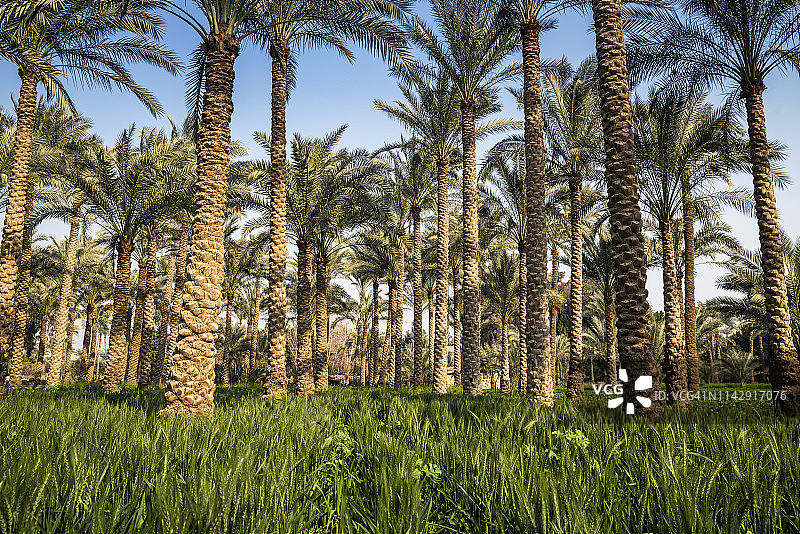 埃及开罗附近代赫舒尔的棕榈树图片素材