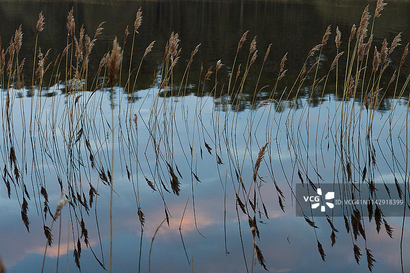 爱尔兰布莱辛顿湖的芦苇图片素材