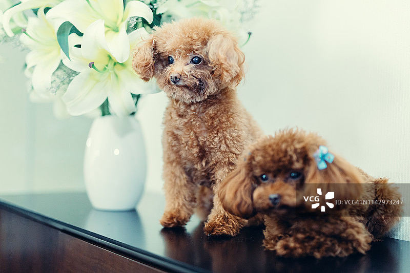 两只可爱的小泰迪犬图片素材