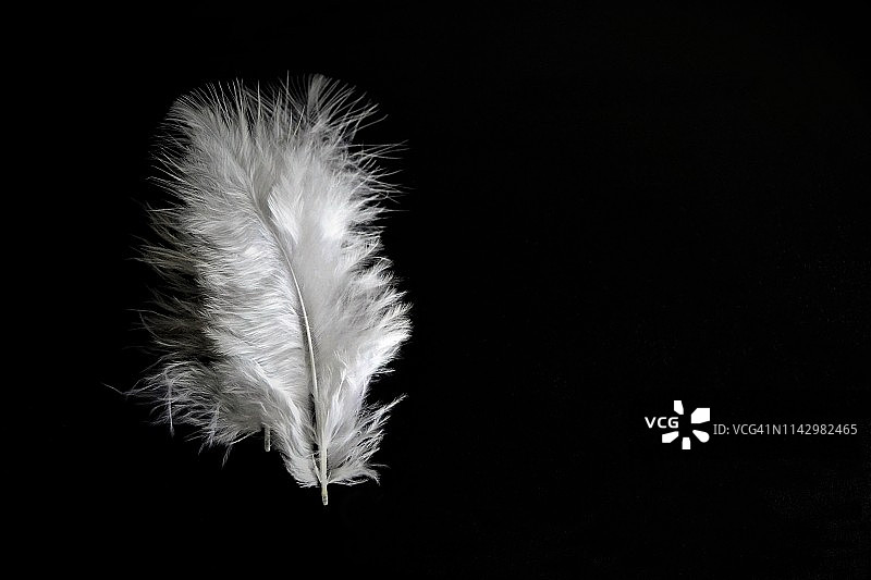 黑色背景上的白色羽毛图片素材