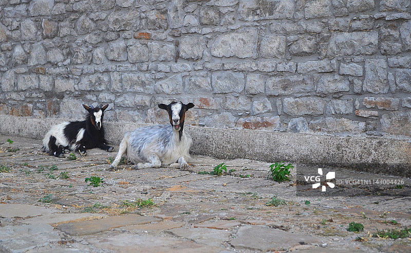 墙边的山羊图片素材