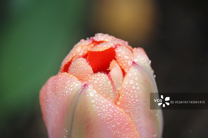 粉色郁金香上的小雨滴图片素材