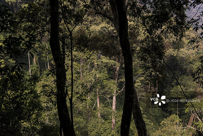 乌干达雨林风光图片素材
