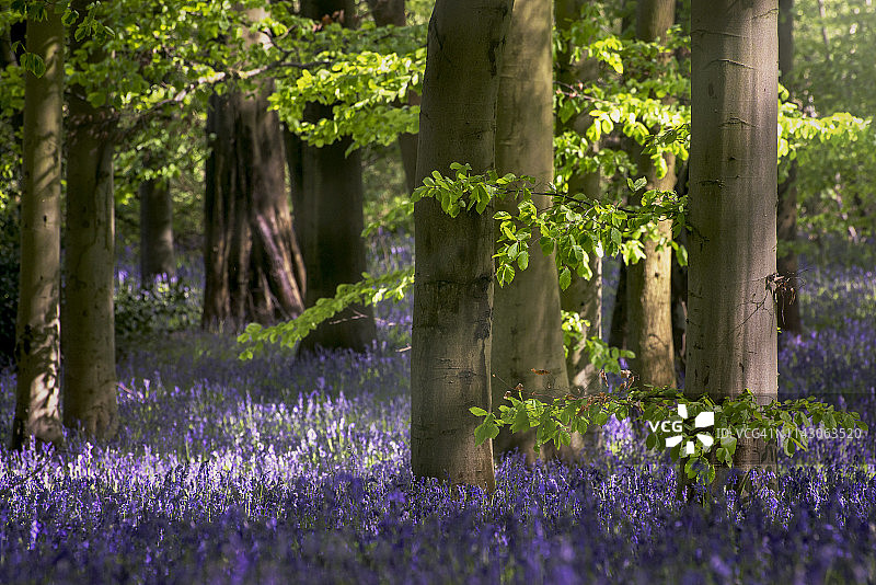 山毛榉林下的英国蓝铃花图片素材