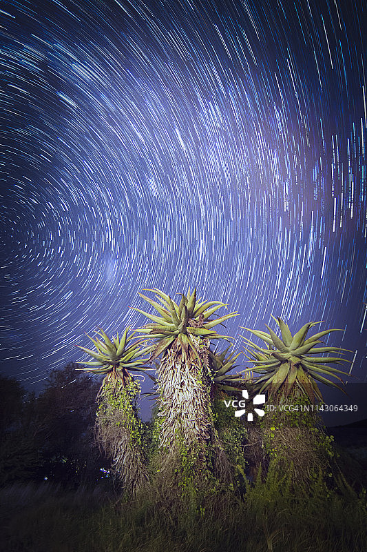 芦荟植物为星轨长时间曝光夜空星景提供了有趣的前景，位于南非西开普省邦特博克国家公园图片素材