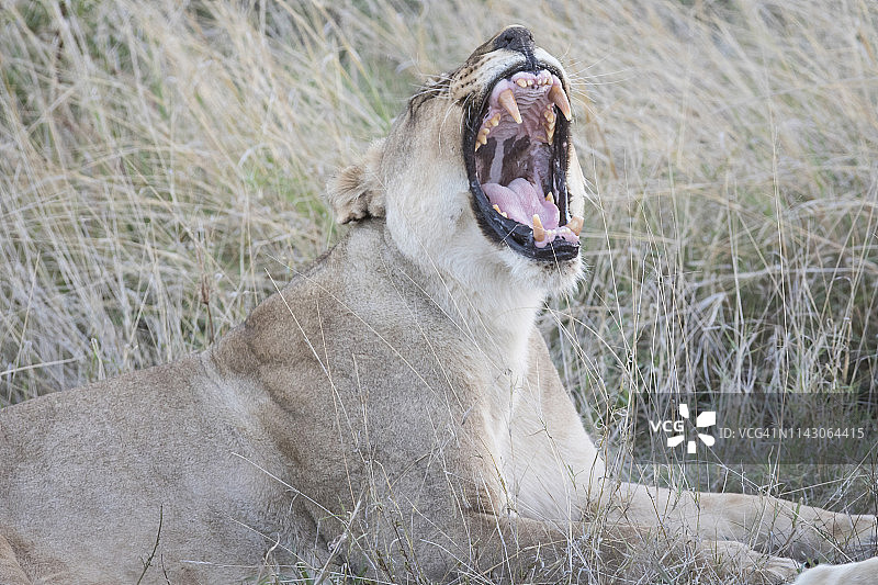 在南非西北省Madikwe禁猎区草地上休息时打呵欠的母狮图片素材