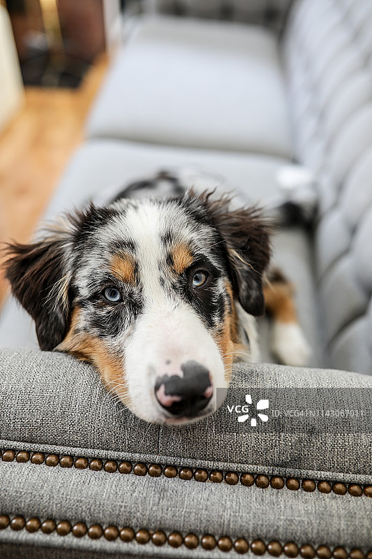 蓝色陨石色澳洲牧羊犬幼犬肖像图片素材