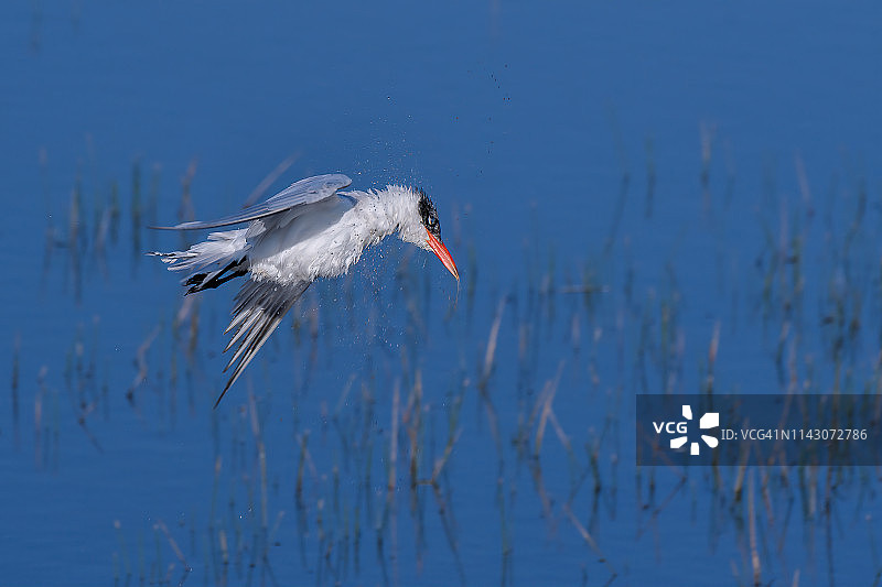 皇家燕鸥捕鱼后出水瞬间，位于佛罗里达州那不勒斯南部图片素材