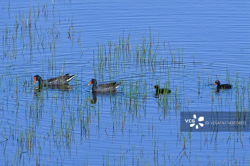 在佛罗里达州那不勒斯南部附近，万岛国家野生动物保护区沼泽地的普通黑水鸡夫妇与两只小鸡图片素材