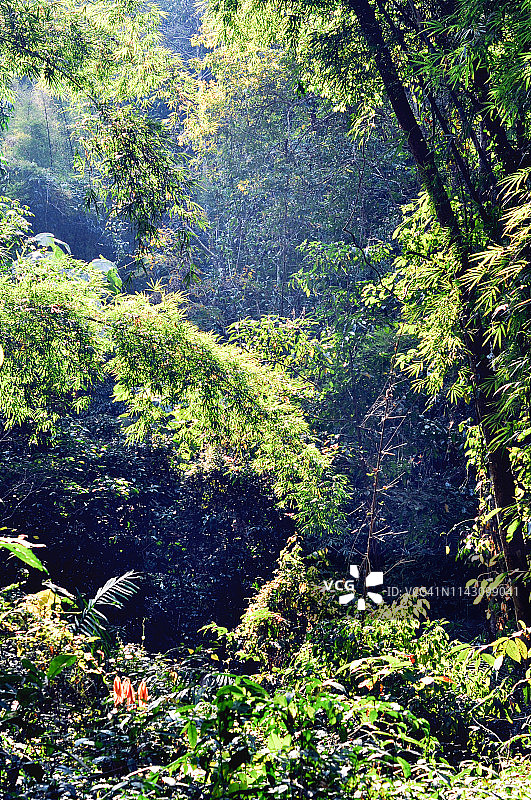阳光穿过泰国清迈的热带树木图片素材