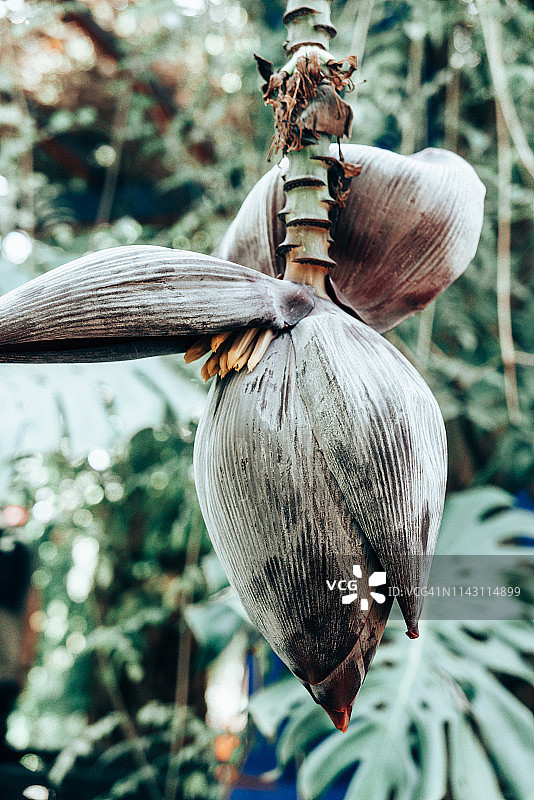 香蕉花图片素材