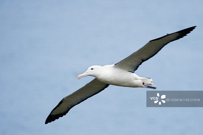 飞翔的皇家信天翁图片素材