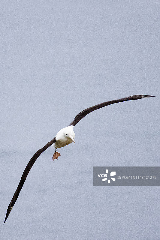 飞翔的皇家信天翁图片素材