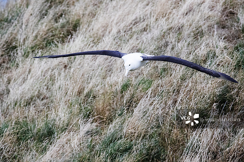 皇家信天翁飞行图片素材