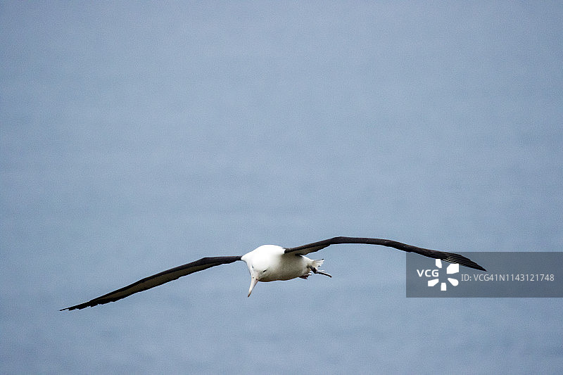飞翔的皇家信天翁图片素材
