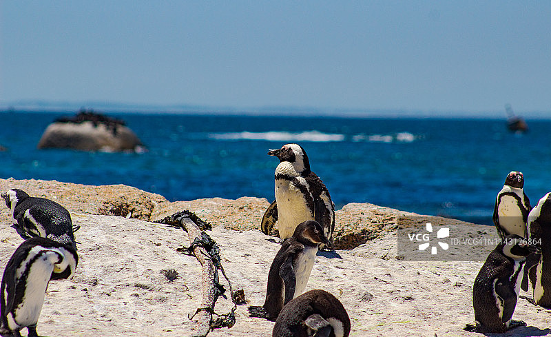 巨石海滩上的企鹅图片素材