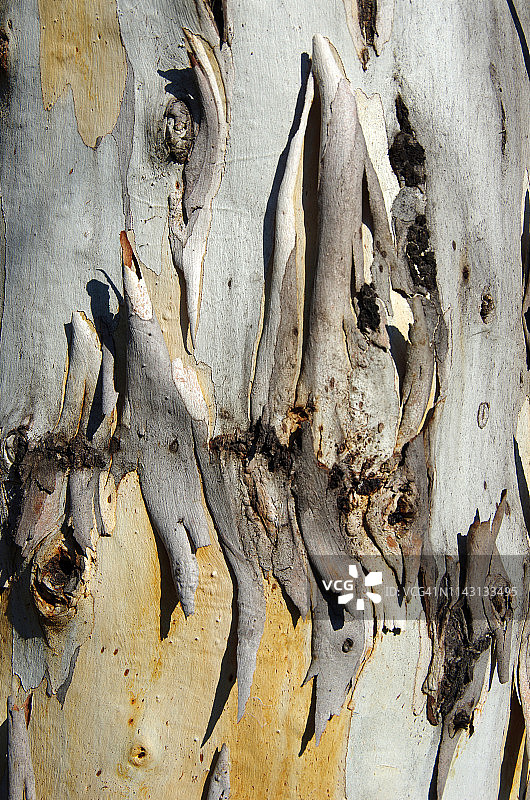 在澳大利亚新南威尔士州科希丘什科国家公园内，桉树剥落的树皮图片素材