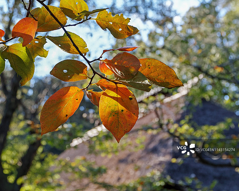 秋季公园风景图片素材