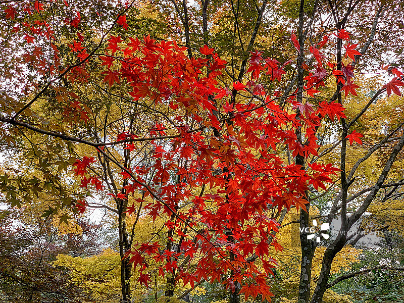 秋季公园风景图片素材