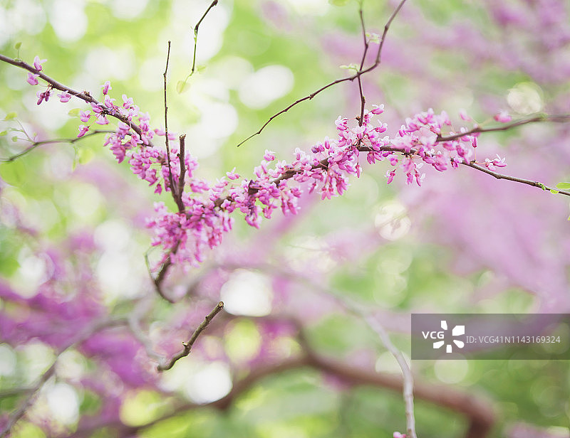 日本樱花树图片素材