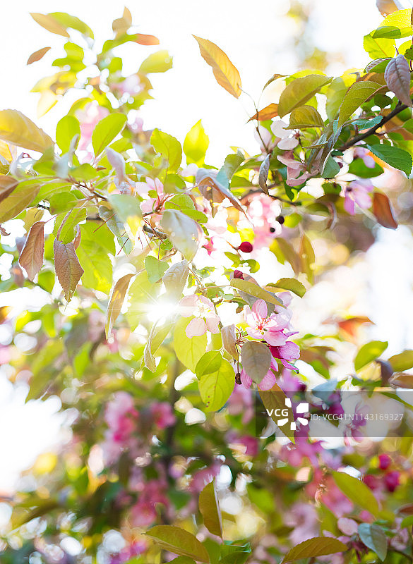 背光树花图片素材