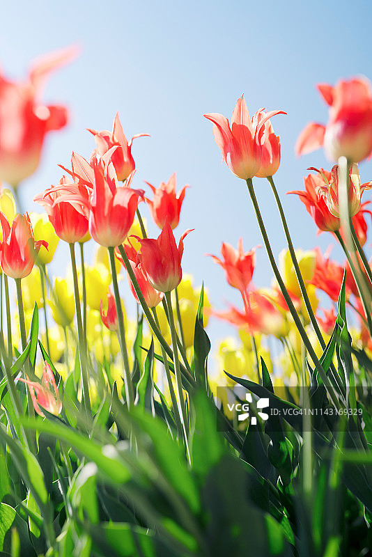 阳光明媚的草地上橙色郁金香图片素材