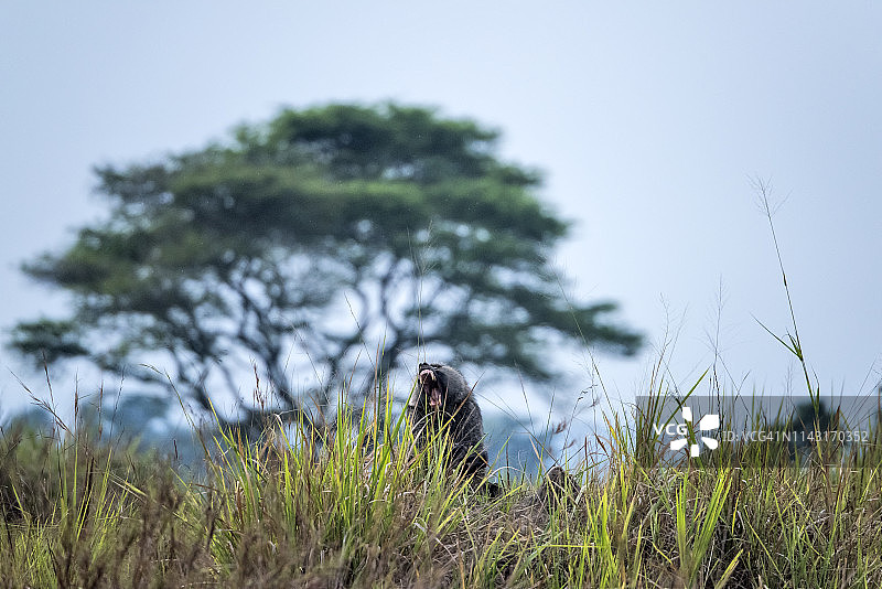 橄榄狒狒图片素材