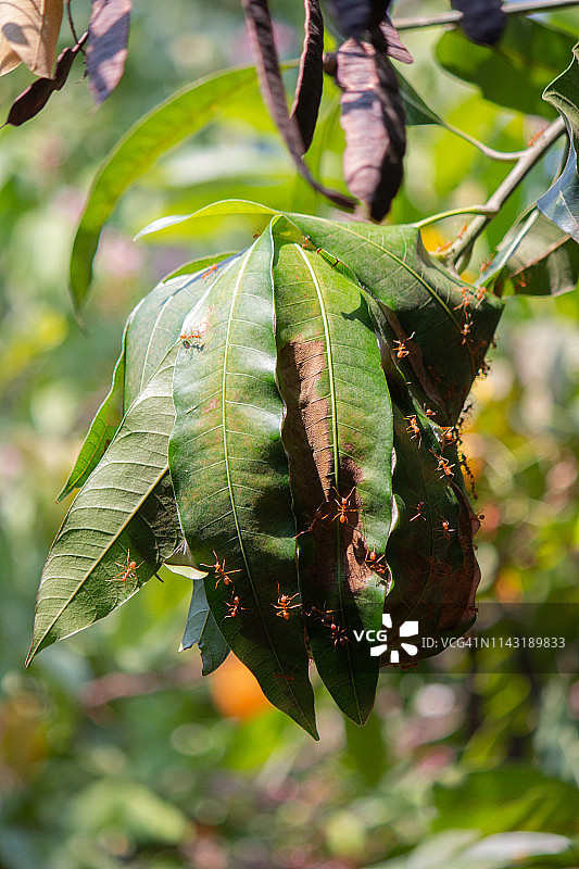 黄猄蚁巢图片素材