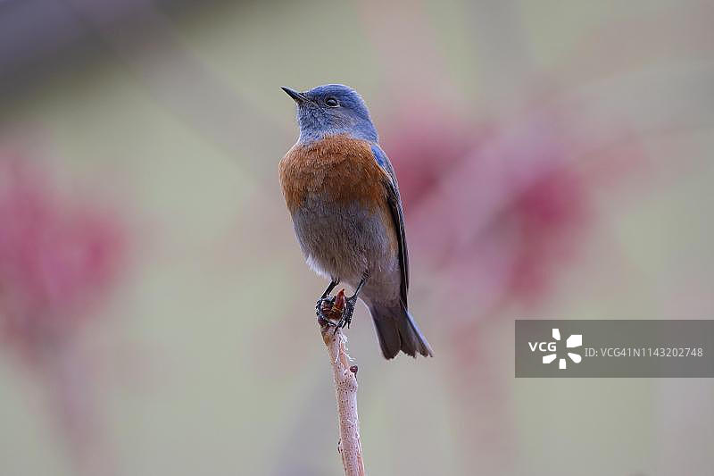 西部蓝知更鸟图片素材