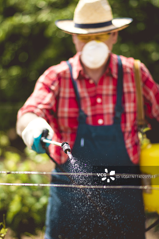 酿酒师在葡萄上喷洒化学品图片素材