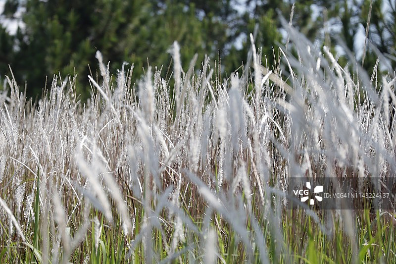 风中的白色观赏草图片素材