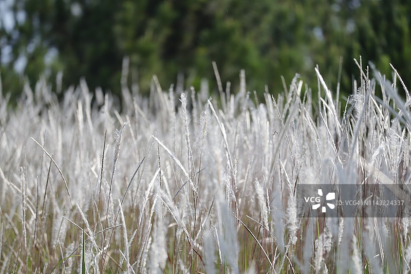 风中的白色观赏草图片素材