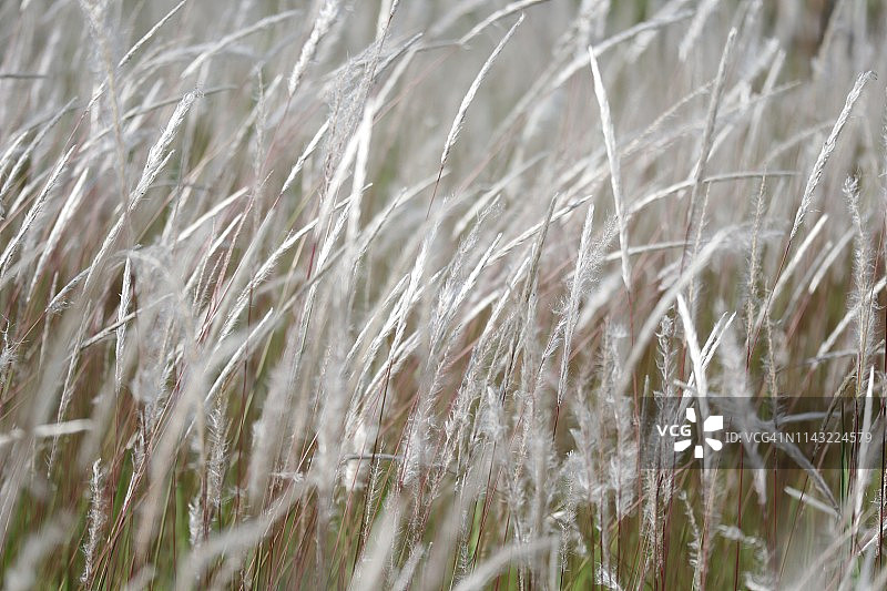 风中的白色观赏草图片素材