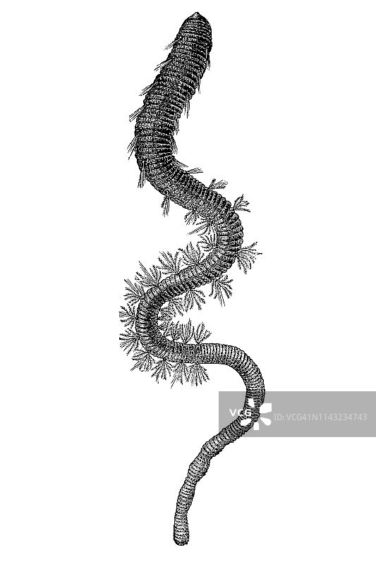 一种名为沙虫的lugworm（Arenicola marina）图片素材