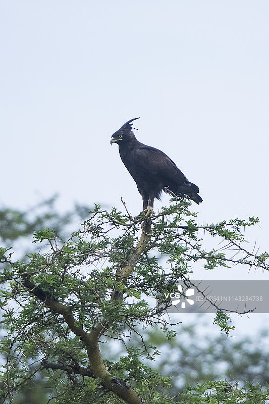 长冠鹰图片素材